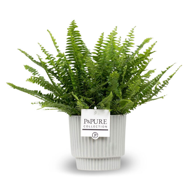 Boston Fern Plant - Free Delivery!