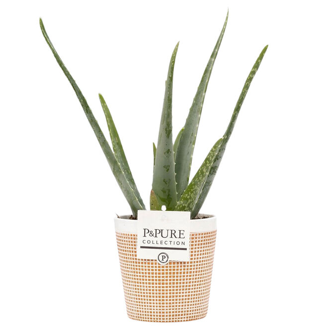 Aloe Vera Plant With Ceramic Pot  - Free Delivery!