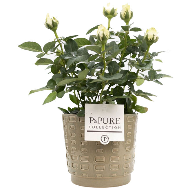 White Rose With Ceramic Pot  - Free Delivery!