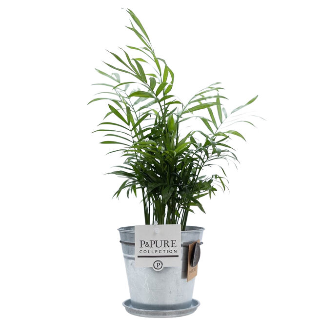 Parlour Palm With Steel Pot